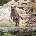 slides/IMG_0741.jpg puma, mountain, lion, cougar, wildlife, feline, big cat, cat, predator, fur, eye, jump WBCW120 - Puma - Mountain Lion - Jump